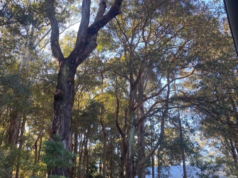 Mature trees in a Hampshire parkland setting due for routine re-inspection