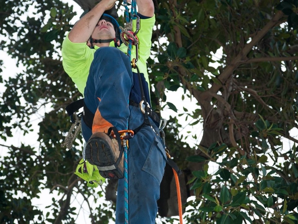 Qualified arborist working in a mature tree during an Enviro Trees UK survey in Hampshire
